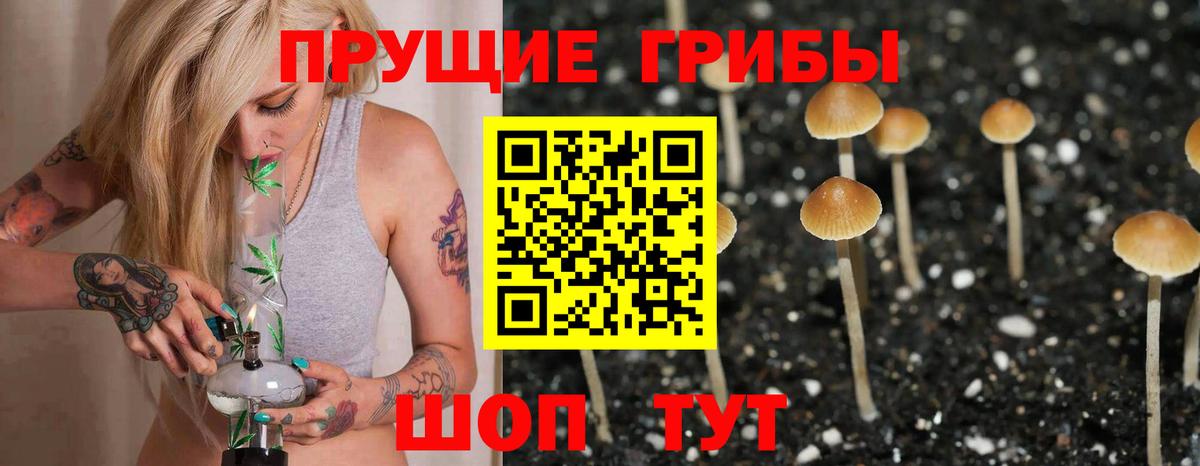 Псилоцибиновые грибы Psilocybine cubensis Ишим